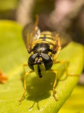 A photo of a Hoverfly on a green leaf Stock Photos