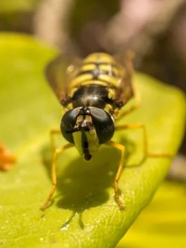 A photo of a Hoverfly on a green leaf Stock Photos