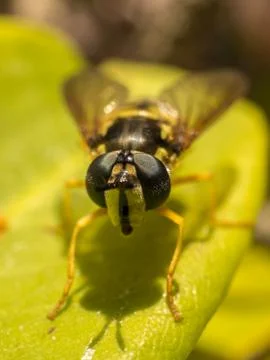 A photo of a Hoverfly on a green leaf Stock Photos