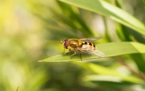 A photo of a Hoverfly on a green leaf Stock Photos