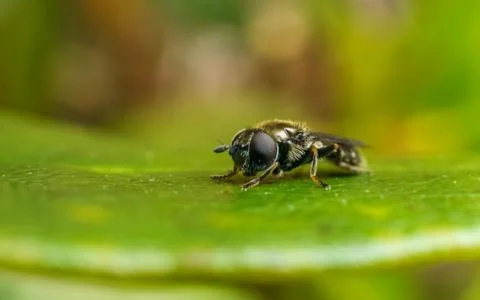 A photo of a Hoverfly on a green leaf Stock Photos