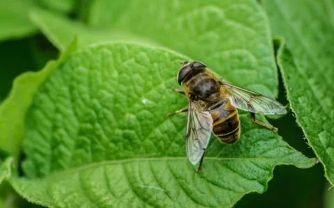 A photo of a Hoverfly on a green leaf Stock Photos