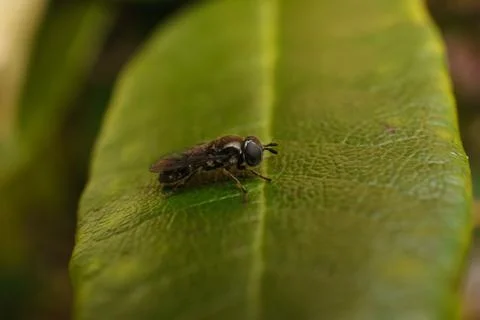 A photo of a Hoverfly on a green leaf Stock Photos
