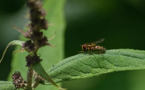 A photo of a Hoverfly on a green leaf Stock Photos