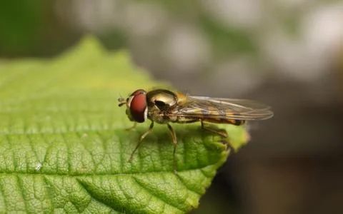 A photo of a Hoverfly on a green leaf Stock Photos