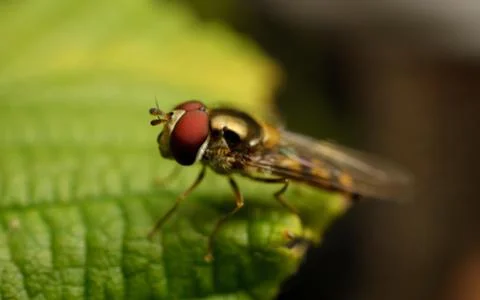 A photo of a Hoverfly on a green leaf Stock Photos
