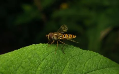 A photo of a Hoverfly on a green leaf Stock Photos