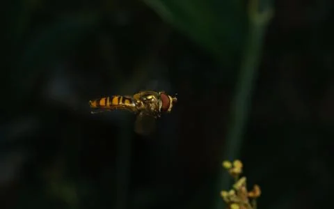 A photo of a Hoverfly hovering Stock Photos