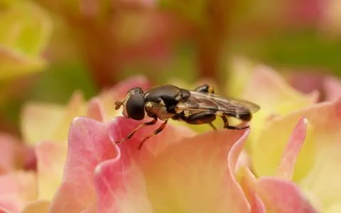 A photo of a Hoverfly on a Hydrangea flower Stock Photos