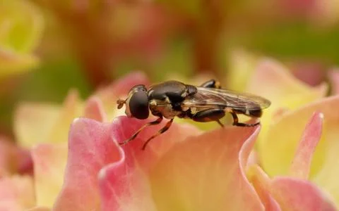A photo of a Hoverfly on a Hydrangea flower Stock Photos