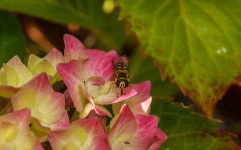 A photo of a Hoverfly on a Hydrangea flower Stock Photos