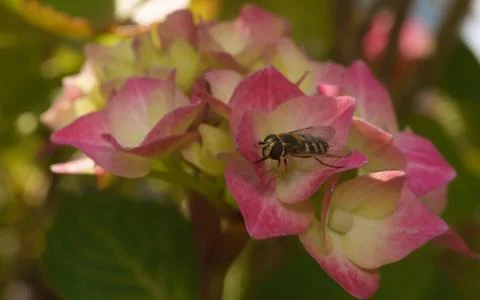 A photo of a Hoverfly on a Hydrangea flower Stock Photos