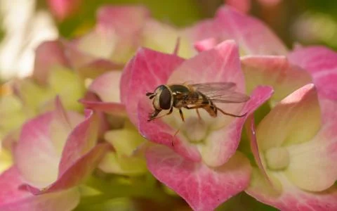 A photo of a Hoverfly on a Hydrangea flower Stock Photos