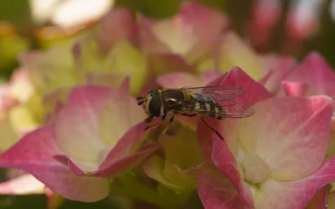A photo of a Hoverfly on a Hydrangea flower Stock Photos