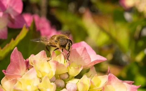 A photo of a Hoverfly Stock Photos