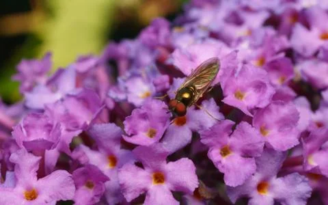 A photo of a Hoverfly Stock Photos