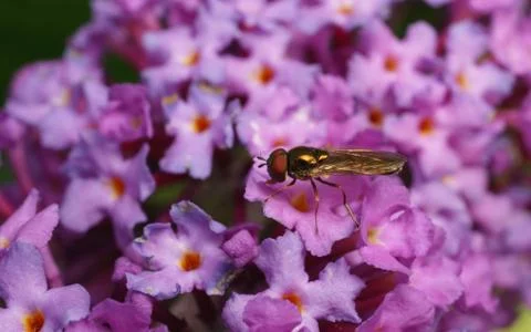 A photo of a Hoverfly Stock Photos