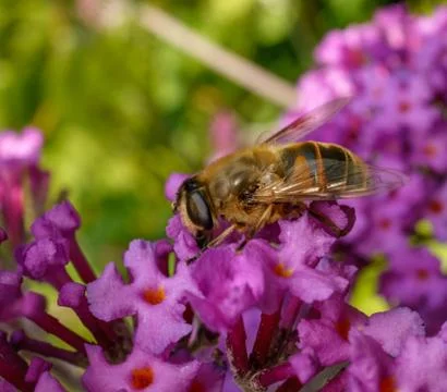 A photo of a Hoverfly Stock Photos