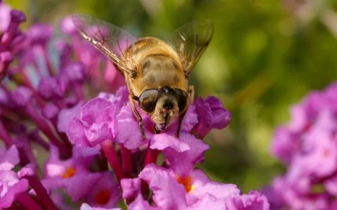 A photo of a Hoverfly Stock Photos