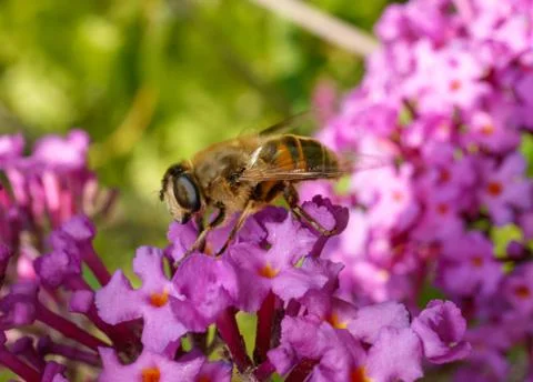 A photo of a Hoverfly Stock Photos