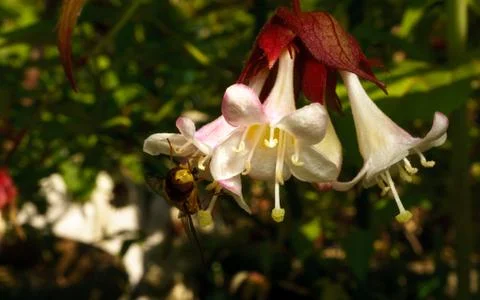 A photo of a Hoverfly Stock Photos
