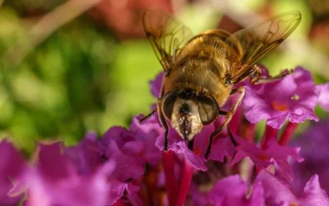 A photo of a Hoverfly Stock Photos