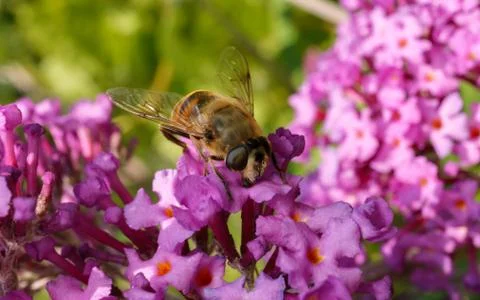 A photo of a Hoverfly Stock Photos