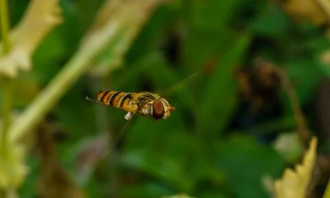 A photo of a Hoverfly Stock Photos