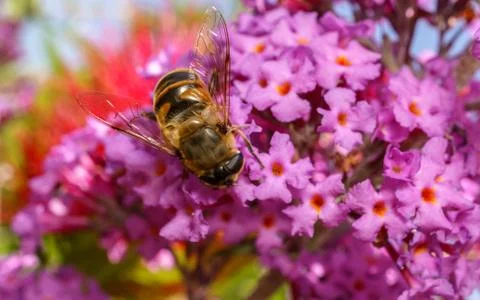 A photo of a Hoverfly Stock Photos