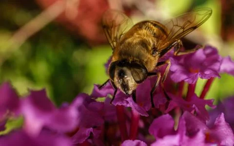 A photo of a Hoverfly Stock Photos