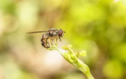 A photo of a Hoverfly Stock Photos