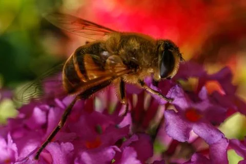 A photo of a Hoverfly Stock Photos