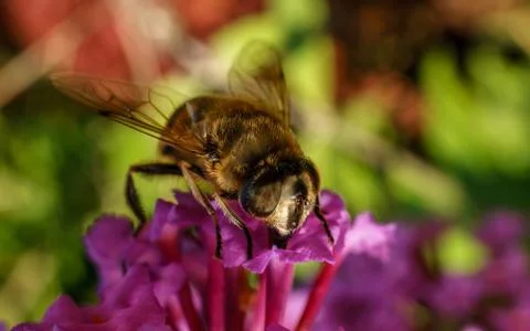 A photo of a Hoverfly Stock Photos