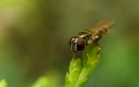 A photo of a Hoverfly Stock Photos