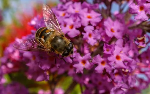 A photo of a Hoverfly Stock Photos