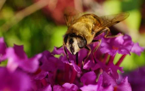 A photo of a Hoverfly Stock Photos