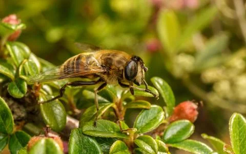 A photo of a Hoverfly Stock Photos