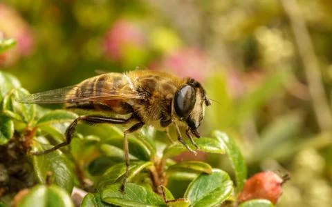 A photo of a Hoverfly Stock Photos
