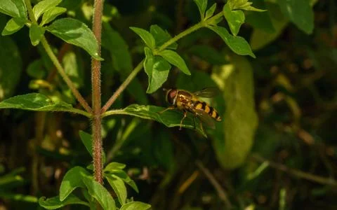 A photo of a Hoverfly Stock Photos
