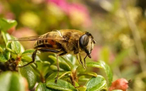 A photo of a Hoverfly Stock Photos