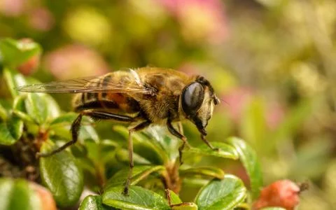 A photo of a Hoverfly Stock Photos