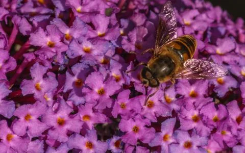 A photo of a Hoverfly Stock Photos