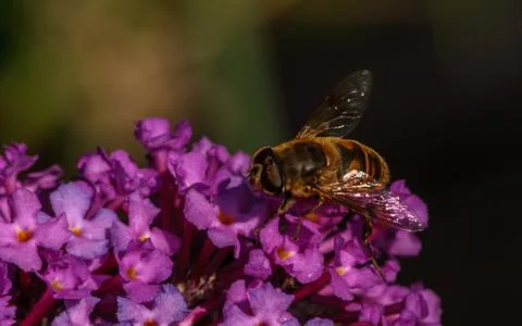 A photo of a Hoverfly Stock Photos