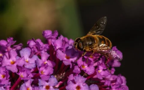 A photo of a Hoverfly Stock Photos