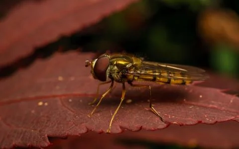 A photo of a Hoverfly Stock Photos