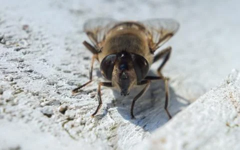 A photo of a Hoverfly Stock Photos