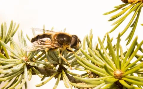A photo of a Hoverfly Stock Photos