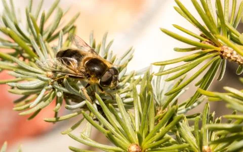 A photo of a Hoverfly Stock Photos