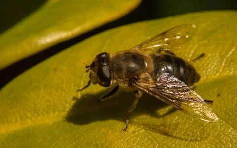 A photo of a Hoverfly Stock Photos