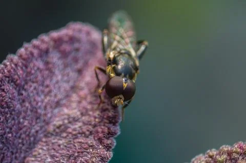 A photo of a Hoverfly Stock Photos